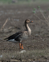 Taiga bean goose (Anser fabalis) spotted at Bhigwan in Maharashtra, India