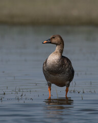 Taiga bean goose (Anser fabalis) spotted at Bhigwan in Maharashtra, India
