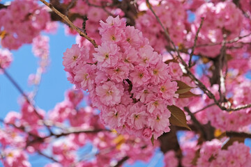 Spring Flowers Banner. Branch of blooming pink flowers of Sakura tree in early spring. Amazing natural floral spring banner or greeting card, postcard, poster.