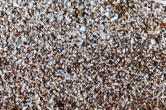Texture with close up of a pile of broken seashells