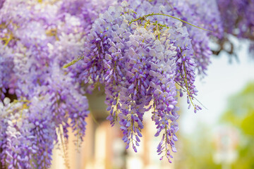 Selective focus of purple flowers Wisteria sinensis or Blue rain, Chinese wisteria is species of flowering plant in the pea family, Its twisting stems and masses of scented flowers in hanging racemes. - Powered by Adobe