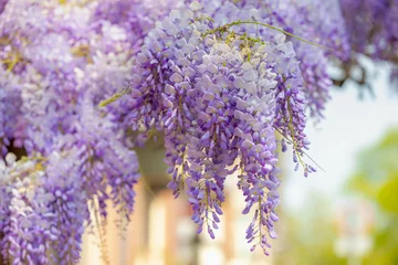  Selective focus of purple flowers Wisteria sinensis or Blue rain, Chinese wisteria is species of flowering plant in the pea family, Its twisting stems and masses of scented flowers in hanging racemes. © Sarawut