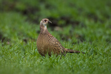 Pheasant female walking in the grass close up portrait Phasianus colchicus