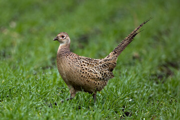 Pheasant female walking in the grass close up portrait Phasianus colchicus