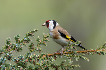 Obraz premium European goldfinch carduelis carduelis close up perched