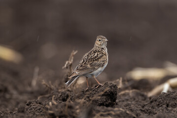 Eurasian skylark bird Alauda arvensis on the ground looking at camera
