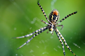 Orb weaver spider in a web in Cotacachi, Ecuador