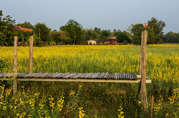 A view of a bamboo bridge with yellow Crotalaria juncea in full bloom.