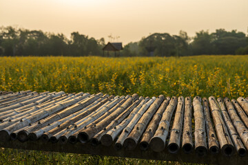 Fototapeta premium A close-up view of a bamboo bridge and a yellow Crotalaria juncea flower garden.