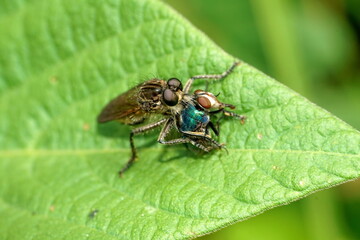 Close up of an assassin bug eating a blowfly in Cotacachi, Ecuador
