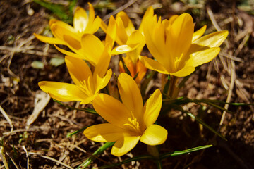 Spring bulbous yellow flowers in the garden. group of blooming crocuses in a meadow under bright sun in spring, Europe on a blurry soft background