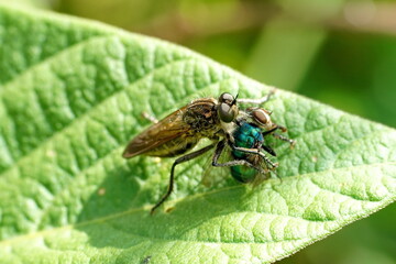 Close up of an assassin bug eating a blowfly in Cotacachi, Ecuador