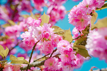 Close-up of pink flowers at spring