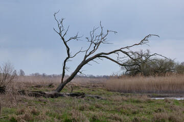 Baum am Elberadweg bei Tangermünde