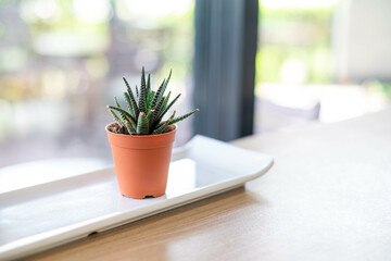 Green  Haworthia limifolia cactus in small orange pots, placed on the table near the window in the office, air purifying tree