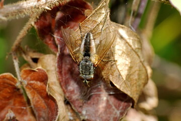 Close up of a fly on a brown leaf in Cotacachi, Ecuador