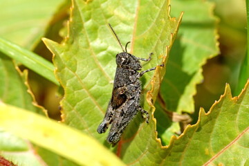 Close up of a brown grasshopper on a leaf in Cotacachi, Ecuador