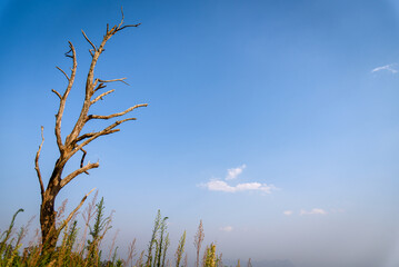 The scenery of a lonely dry tree with spreading bare branches in autumn against the blue sky.