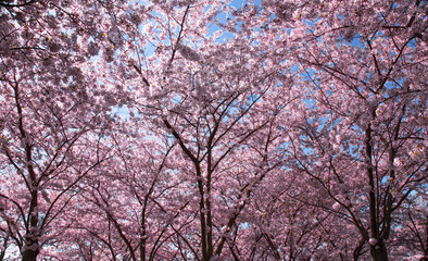 Copenhagen-Denmark. Cherry Blossom in Langelinie park near St. Alban's Church and Kastellet in Copenhagen. Urban Park. High quality photo