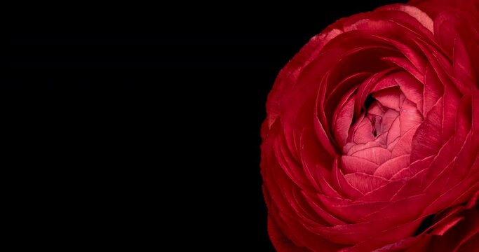 Beautiful red ranunculus flower opening on black background. Wedding, Valentines Day, Mothers Day concept. Holiday, love, birthday design backdrop with place for text or image. Congratulation banner