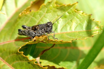Close up of a brown grasshopper on a leaf in Cotacachi, Ecuador