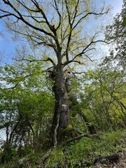 tree in the forest