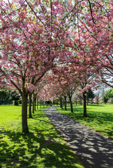 Naklejka premium Cherry blossom trees blooming in Spring in Herbert Park, Dublin, Ireland. Pretty pink and white blossoms flowers. Dappled sunlight on pathway and green grass. Unrecognizable person.