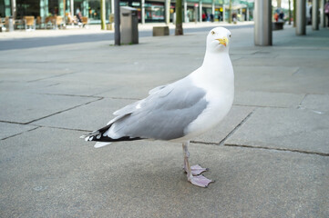 Adult seagull looks into the camera with interest, standing on the city pavement.