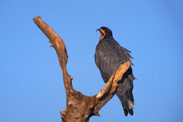 Snail Kite (Rostrhamus sociabilis) on a branch, Pantanal, Brazil