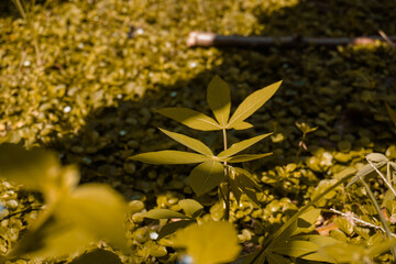 fresh cassava leaves on the tree. leaves have many benefits, can be used for various traditional...