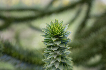 branches of the araucaria tree against the sky