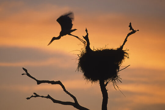 Jabiru (Jabiru mycteria) leaving the nest at sunset, Mato Grosso, Brazil
