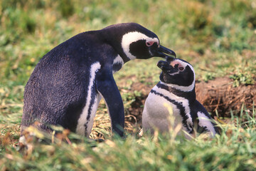 Couple of Magellanic penguins (Spheniscus magellanicus), Falkland Islands