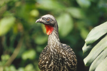 Dusky-legged Guan (Penelope obscura), Atlantic Rain Forest, Brazil