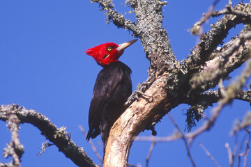 Cream-backed Woodpecker (Campephilus leucopogon), Mato Grosso, Pantanal, Brazil