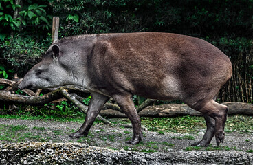 South american tapir on the lawn. Latin name - Tapirus terrestris	