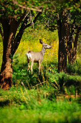 A mule deer in the orchard of Fruita, Capitol Reef National Park, Utah, Southwest USA