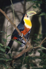Red-Breasted Toucan (Ramphastos dicolorus), Mato Grosso, Pantanal, Brazil