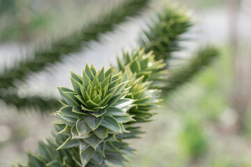 branches of the araucaria tree against the sky