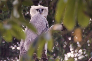 Young Harpy Eagle (Harpia harpyia), Mato Grosso, Brazil