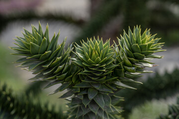 branches of the araucaria tree against the sky