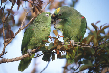 Two Yellow-headed Parrots (Amazona oratrix) in a tree, Gran Sabana, Venezuela