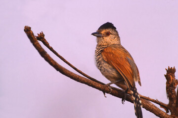 Rufous-winged Antshrike (Thamnophilus torquatus), Mato Grosso, Brazil