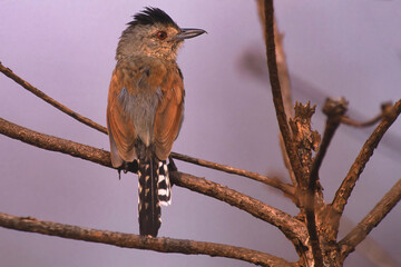Rufous-winged Antshrike (Thamnophilus torquatus), Mato Grosso, Brazil