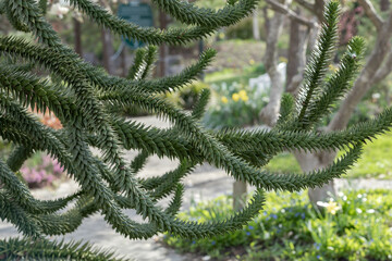 branches of the araucaria in the park