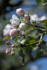 Spring. Appletree blossom. Netherlands. Flowering. Blossoming.