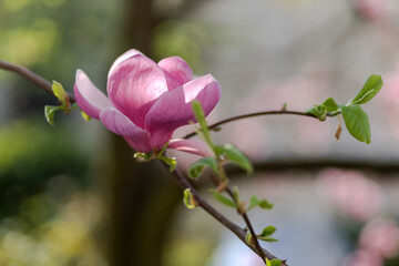 Close-up of red magnolia flower