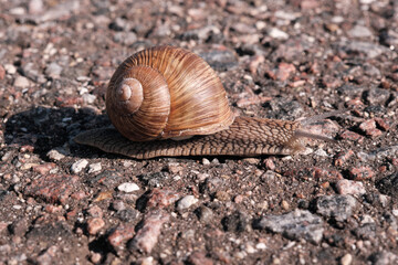 A snail crawls on the asphalt on a sunny summer day.