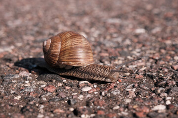 A snail crawls on the asphalt on a sunny summer day.