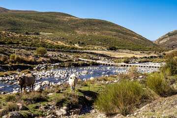 Fototapeta na wymiar Cows in the Gredos mountains at the platform of gredos to the lake Avila Castile Leon Spain